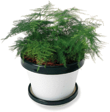 شویدی , گردی , چتری ,مارچوبه زینتی,Common Asparagus Fern, Lace Fern, Climbing Asparagus, Ferny Aspar